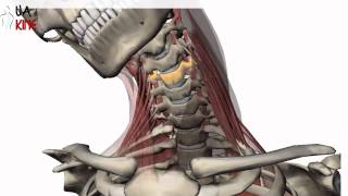 Columna Cervical Biomecanica  Artrocinematica [upl. by Fayre]