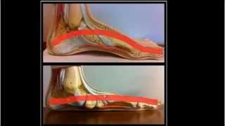 Why You Should Strengthen Your Arch of the foot [upl. by Louls]