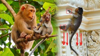 H0T News BB Monkey Manya yellingforhelp from monkey Susan​ that tryingtoKDNAP again amp again [upl. by Lamson]