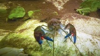 Common Yabby Crayfish Crawfish Yabby Farming Yabbying Australia  Short Documentary [upl. by Roderich]