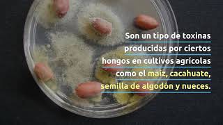 Cuidado con las aflatoxinas en los alimentos  FundHepa [upl. by Maryly]