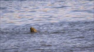 Gewone zeehond eet paling door Guy Borremans [upl. by Donald367]