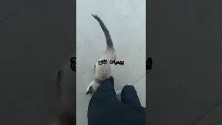 من أجمل القطط🐈  قط《 سيامي》🐱الوديع [upl. by Arikihs977]