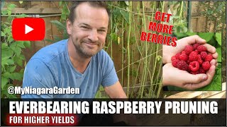 EVERBEARING RASPBERRY PRUNING Get more yields from healthier canes  MyNiagaraGarden [upl. by Hedwiga]