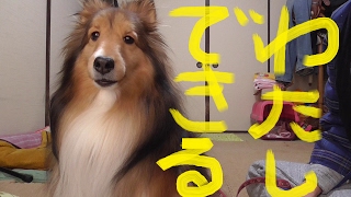 【可愛いシェルティ】散歩中、犬に吠えるのをやめさせよう。Cute SheltieLets not bark at the dog while on a walk [upl. by Emil]