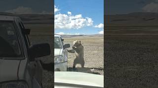 Brown bears Wildlife people food provide poor bear synthwave viralvideo animalkingdom travel [upl. by Cohbert]