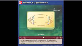 La celula Mitosis y Citoquinesis [upl. by Retsel234]