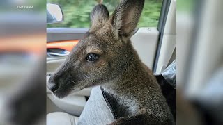 Pet wallaby named Rupert missing from Monee familys backyard police say [upl. by Chiquia866]