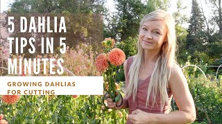 5 dahlia growing tips in 5 minutes [upl. by Areyk167]