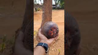 Palmyra fruit പന നൊങ്ക് [upl. by Trebmer]