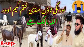 orangi town Bakra mandi latest update 8Sep2024 😭 orangi town mandi khatm lalukhet Orangi [upl. by Aicenev]