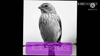 JILGUERO ARGENTINO BASE  PARA ENSEÑAR CANTO [upl. by Nitsu]