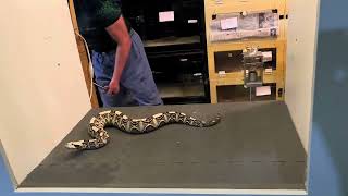 Gaboon Viper Venom Extractions [upl. by Nyladam675]