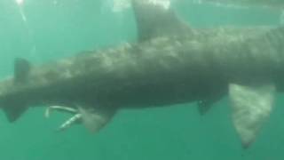 large basking shark swimming and feeding near surface Cornwall 2009 [upl. by Manvel]