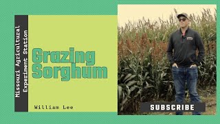 Grazing Sorghum as a Forage [upl. by Callahan]