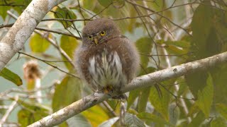 Guatemalan Pygmy Owl and its Call [upl. by Jereme]