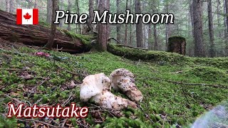 MUSHROOM HUNTING IN CANADIAN WILDERNESS  HOW TO FIND PINE MUSHROOM IN WHISTLER BC [upl. by Lokcin319]