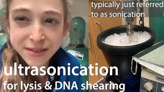 Ultrasonication often just called quotsonicationquot in cell lysis [upl. by Satsoc130]