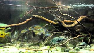 Central American cichlid aquarium overview [upl. by Yneffit]