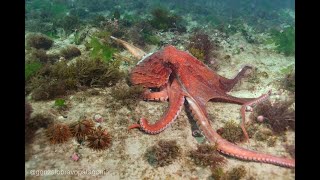 Enteroctopus megalocyathus juga dikenal sebagai patagonian giant octopus atau southern red octopus [upl. by Losse699]