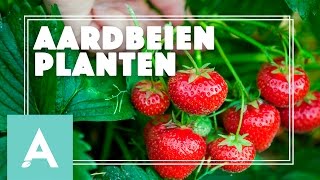 Aardbeien planten  Grow Cook Eat 15 [upl. by Annawt]