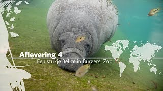 Project Mangrove Een stukje Belize in Burgers Zoo Aflevering 4 [upl. by Elidad]