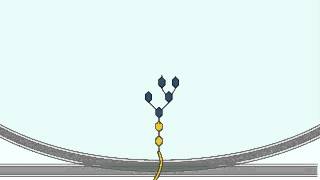 Glycosylation  Glycosylation Process in Glogi Apparatus Detailed Explanation [upl. by Wren51]