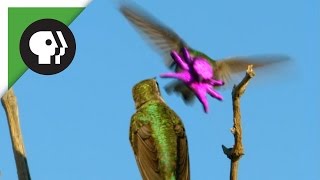 Hummingbirds Face Resembles Baby Octopus [upl. by Haldis]