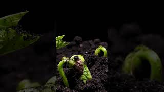 Mesmerizing Seed to Plant Growing TimeLapse 🌱  Witness Nature’s Magic Unfold Part 01 PlantGrowth [upl. by Gilberto]