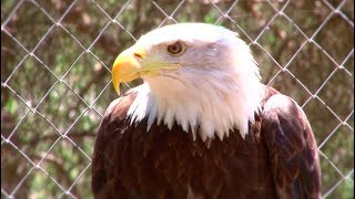 “Cría de aves de presa con Manuel Diego Pareja Obregón” Viernes 3 a las 2100 [upl. by Barnabe]