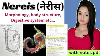 Morphology of nereis nereis bsc 1st year zoology nereis full lecture in Hindi bsc zoology lion [upl. by Dowlen]