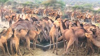 3k Largest Camels Group camel [upl. by Karie]