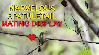 Rare Male HUMMINGBIRD MATING DANCE to Female [upl. by Esinej240]