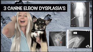 Canine Elbow Dysplasia  Veterinary Review Questions [upl. by Reeher]