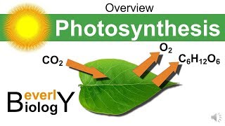 Photosynthesis Overview [upl. by Aliahkim408]