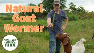 Have You Seen This Natural Goat Wormer And What I Use To Prevent Pink Eye In Cattle [upl. by Sseb]