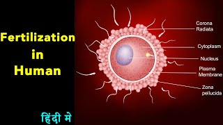 Fertilization in human I Fertilization class 12 I scientech biology I human fertilization in Hindi I [upl. by Nnasus172]