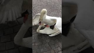 Swans fighting for territory [upl. by Yeleen203]