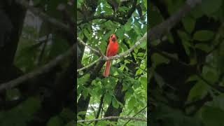 Northern Cardinal [upl. by Hiamerej]