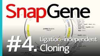 SnapGene 4 Ligaseindependent Cloning [upl. by Higinbotham558]