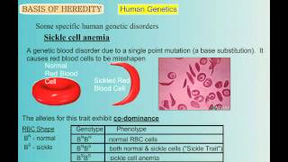 Genetics Part 5 Human Genetic Disorders [upl. by Hui393]