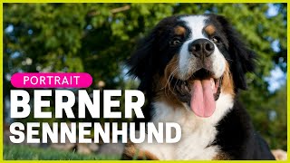 BERNER SENNENHUND  Rasseportrait  Aussehen Charakter Haltung amp mehr [upl. by Lytsirhc]