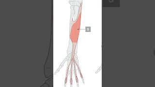 Flexor digitorum superficialis muscle  origin insertion action innervation [upl. by Rodgiva]