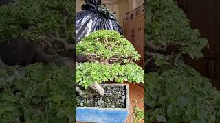 Tugas Bonsai Vitex Parviflorasarilinggawa bonsai nature viralshorts viral trendingshorts [upl. by Suk]