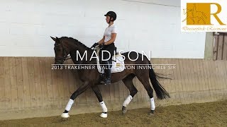 SOLD 2013 Trakehner Wallach von Invincible Sir Stm ca 168 Dressurpferde A  Madison [upl. by Onitram]