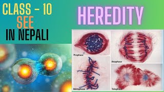 Heredity Class  10 Meiosis cell division  In Nepali [upl. by Malissia]