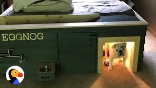 Bulldog Gets THE BEST Dog House Under Parents Bed  The Dodo [upl. by Ahsaetan]