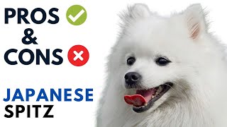 Japanese Spitz Pros and Cons  Japanese Spitz Dog Advantages and Disadvantages [upl. by Dione]