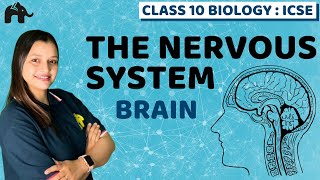 The Nervous System  Chapter 10 Class 10 ICSE Biology Selina  Brain Neuron Nerves Axon Dendrite [upl. by Vano]