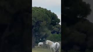 Semiwild horse breed of France Camargue horses [upl. by Derrick952]